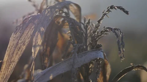 Cornfield on autumn fall sunshine from corn old leaves Stock Footage 244710347
