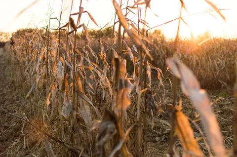 Cornfield in autumn sunset Stock Photos