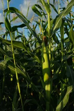 Cornfield on the background of a blue sky with clouds Stock Photos