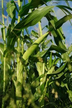 Cornfield on the background of a blue sky with clouds Stock Photos