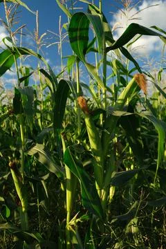 Cornfield on the background of a blue sky with clouds Stock Photos