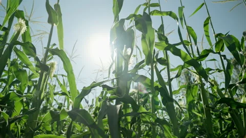 Cornfield on the background of bright sunlight. Sunlight streams through the Vidéo 168558627