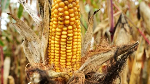 Cornfield background.Close up of dirty ear of corn Stock Footage 307165865