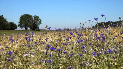 In a cornfield with barley corn grow many blue cornflowers (Cyanus segetum). Stock Footage 111632873