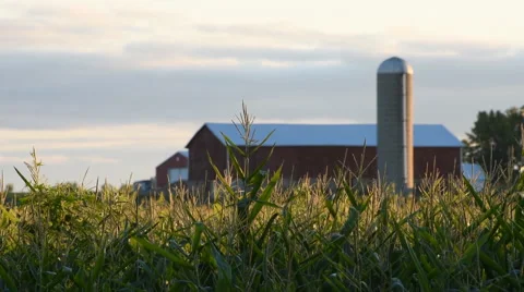 Cornfield Barn and Silo Stock Footage 54054731