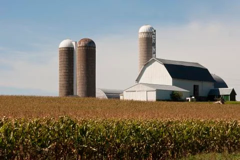 Cornfield with a barn and silos 库存照片