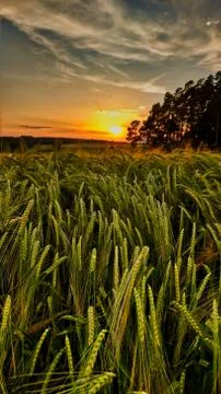 Cornfield (Beautiful Sunset, Grain, Corn) Stock Photos