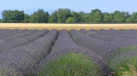 Cornfield behind rows of blooming lavender in wind. 動画素材 21227422