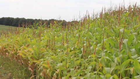 Cornfield in Belgium Stock Footage 77213794
