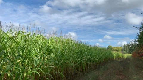 Cornfield beside the forest Stock Footage 297317944
