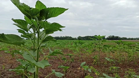 Cornfield with birdsounds Stock Footage 139960696