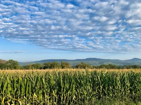 Cornfield with the Black Forest in the background. Foto stock