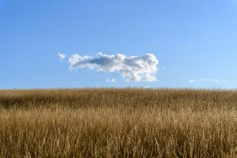 A cornfield with blue sky and a cloud Stock Photos