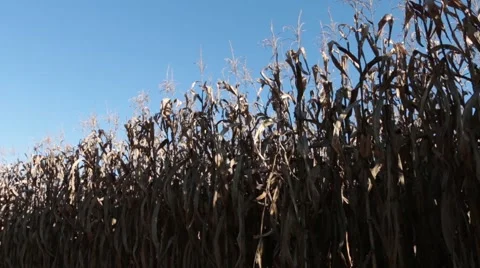 Cornfield with the blue sky 库存影片 51240036