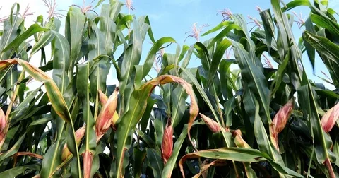 Cornfield with blue sky 库存影片 72996420