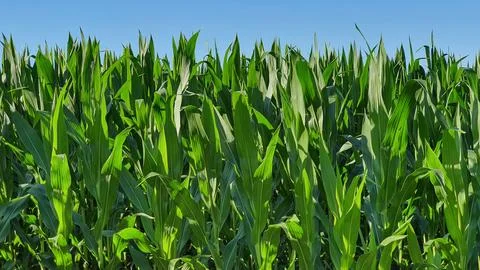 Cornfield with blue sky Stock Photos