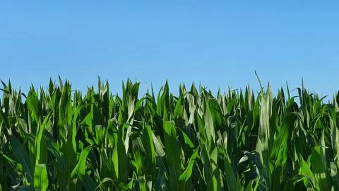 Cornfield with blue sky Stock Photos