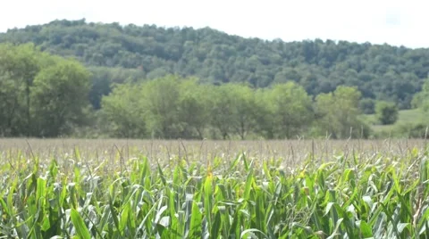 Cornfield in the Breeze Vídeos de archivo 67295690