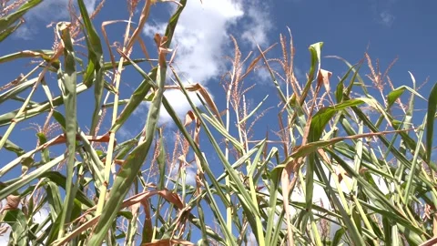 Cornfield on a clear day, corn tree with blue cloudy sky. 스톡 동영상 223818438