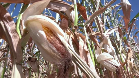Cornfield on a clear day, corn tree with blue cloudy sky. Stock Footage 223818605