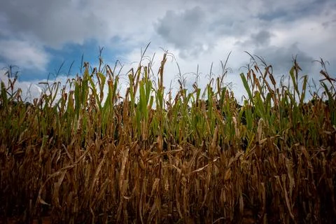 Cornfield up close and clouded blue sky in South Carolina. Stock Photos