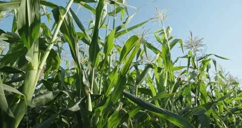 Cornfield . Close-up of a maturing corn cob in a corn field. 4K video Stock Footage 144983918