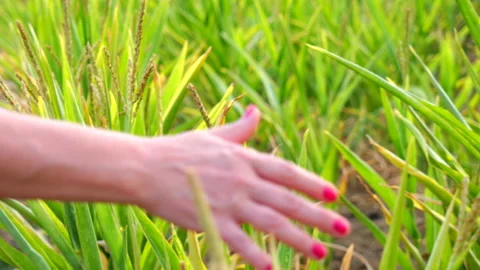 Cornfield. Close-up runs his hand over corn. Harvest concept Stock Footage 202168920