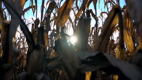 Cornfield Closeup at Dawn Stock Footage 166876102