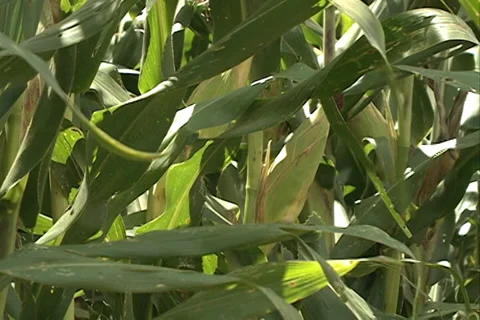 Cornfield Closeup SD 28 Video stock 37626438