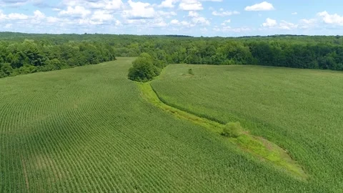 Cornfield with Cloud Shadows Dolly Shot - 4K Drone Footage Stock Footage 210027283
