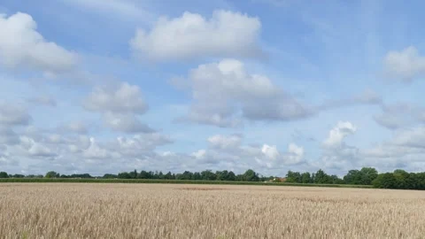 Cornfield with clouds, Lower Saxony, Germany Stock Footage 277388082