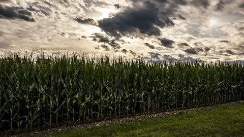 Cornfield &amp; Clouds Timelapse Stock Footage 78486541
