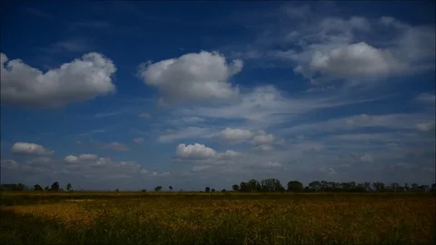 Cornfield in a cloudy day Stock Footage 80353996