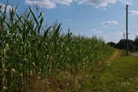 Cornfield with cloudy sky above Stock Photos