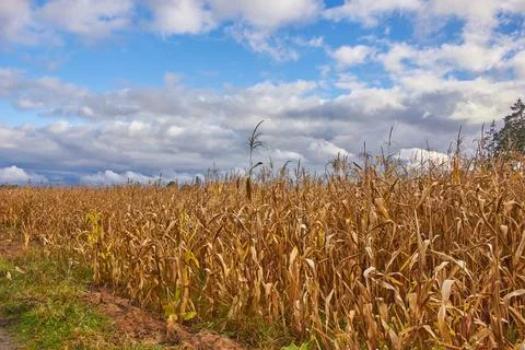 A cornfield in a cloudy sunny day Stock Photos