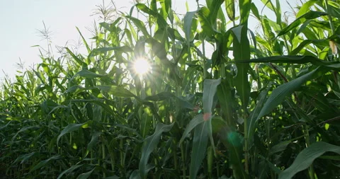 Cornfield. Corn field on a background of bright sunlight . Stock Footage 142627034