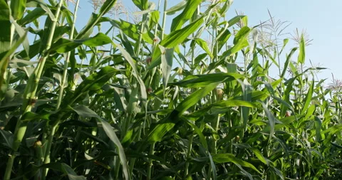 Cornfield. Corn field on a background of bright sunlight . Video stock 225014015