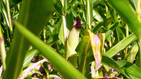 Cornfield / Corn Stock Footage 283381716