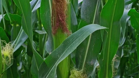 Cornfield. Corn harvest. Leaves and cobs in wind. Stock Footage 201518031