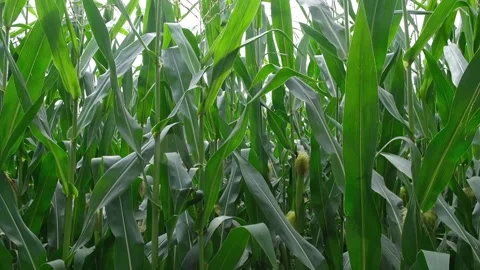 Cornfield. Corn harvest. Leaves and cobs in wind. Stock Footage 201518166