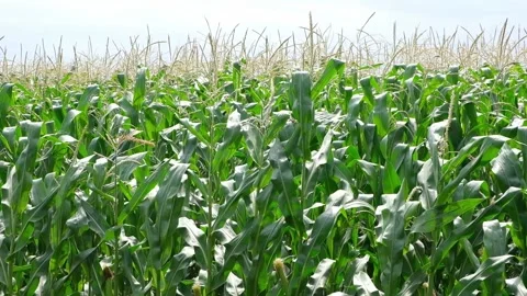 Cornfield. Corn harvest. Leaves and cobs in wind. Stock Footage 201518280