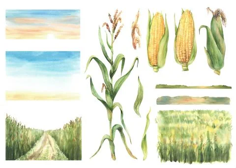 Cornfield, corn plant, cobs, agricultural field. Sunset or sunrise sky. Wat.. Illustrazione stock