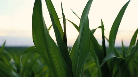 Cornfield. Corn stalks swaying on the wind. Video stock 80154699