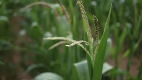 Cornfield. Corn stalks swaying on the wind. Video stock 80155058