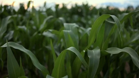 Cornfield. Corn stalks swaying on the wind. Video stock 80155173