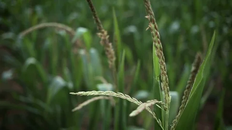 Cornfield. Corn stalks swaying on the wind. Video stock 80155256