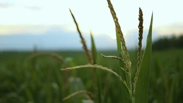 Cornfield. Corn stalks swaying on the wind. Видео 85484090