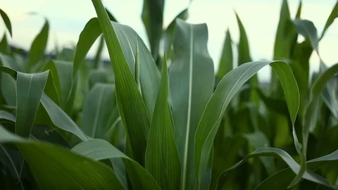 Cornfield. Corn stalks swaying on the wind. Stockbeeldmateriaal 85484127