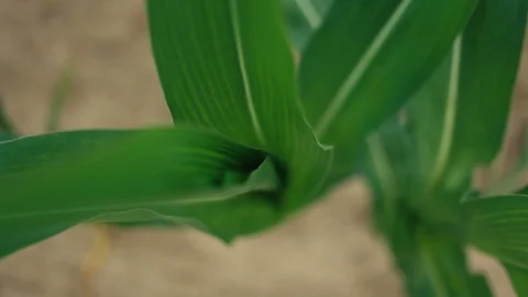 Cornfield. Corn stalks swaying on the wind. Видео 85484144