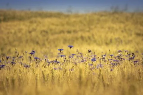 Cornfield with Cornflowers Stock Photos